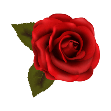 Rose Flower