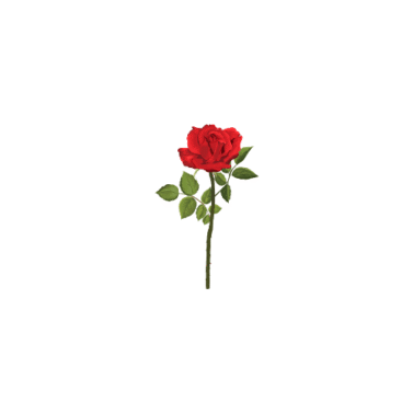 Offer Rose Flower