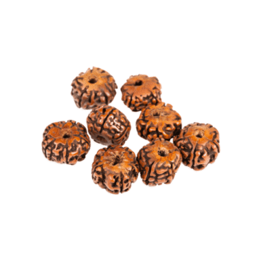 Rudraksha